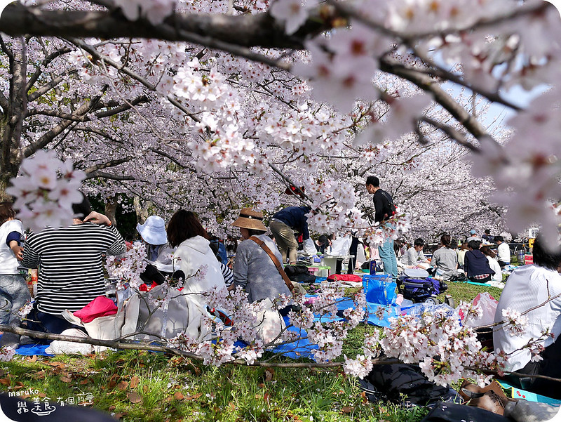 【福岡賞櫻】五個福岡絕佳賞櫻景點 搭地鐵賞櫻野餐、景點行程規劃安排！ @Maruko與美食有個約會