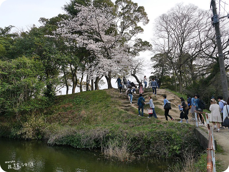 【福岡賞櫻 】舞鶴公園｜櫻花樹下享受野餐的美好時光 @Maruko與美食有個約會