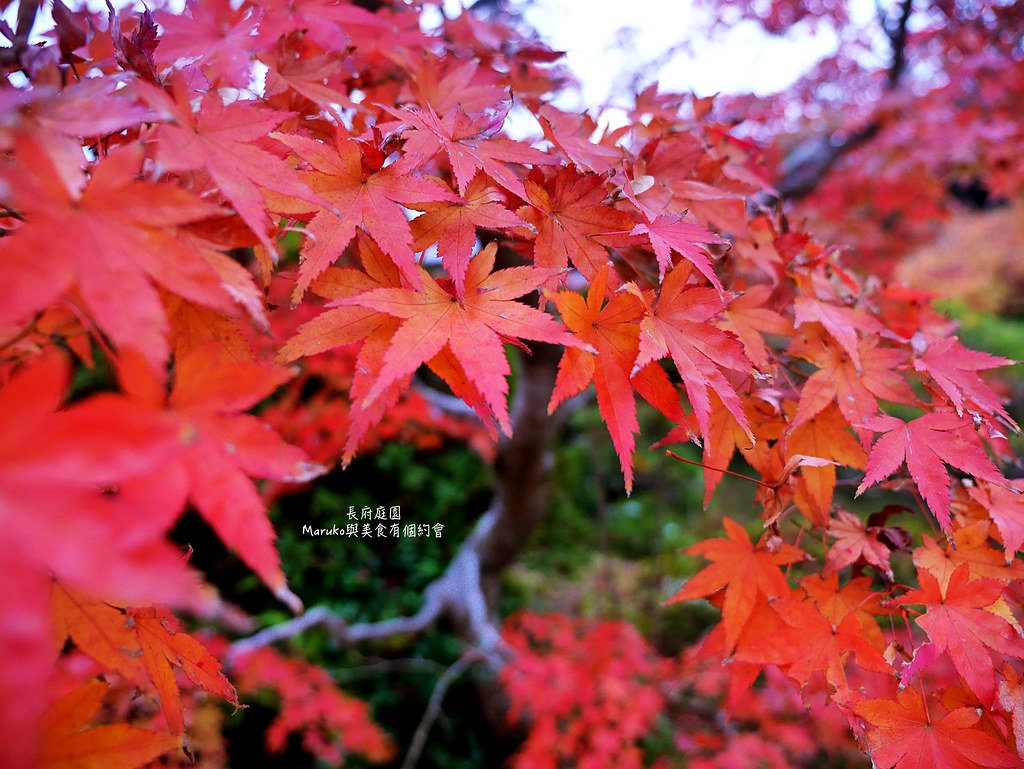 【下關景點】長府庭園｜下關首座回遊式日本庭園適合穿和服賞楓的紅葉景點 @Maruko與美食有個約會