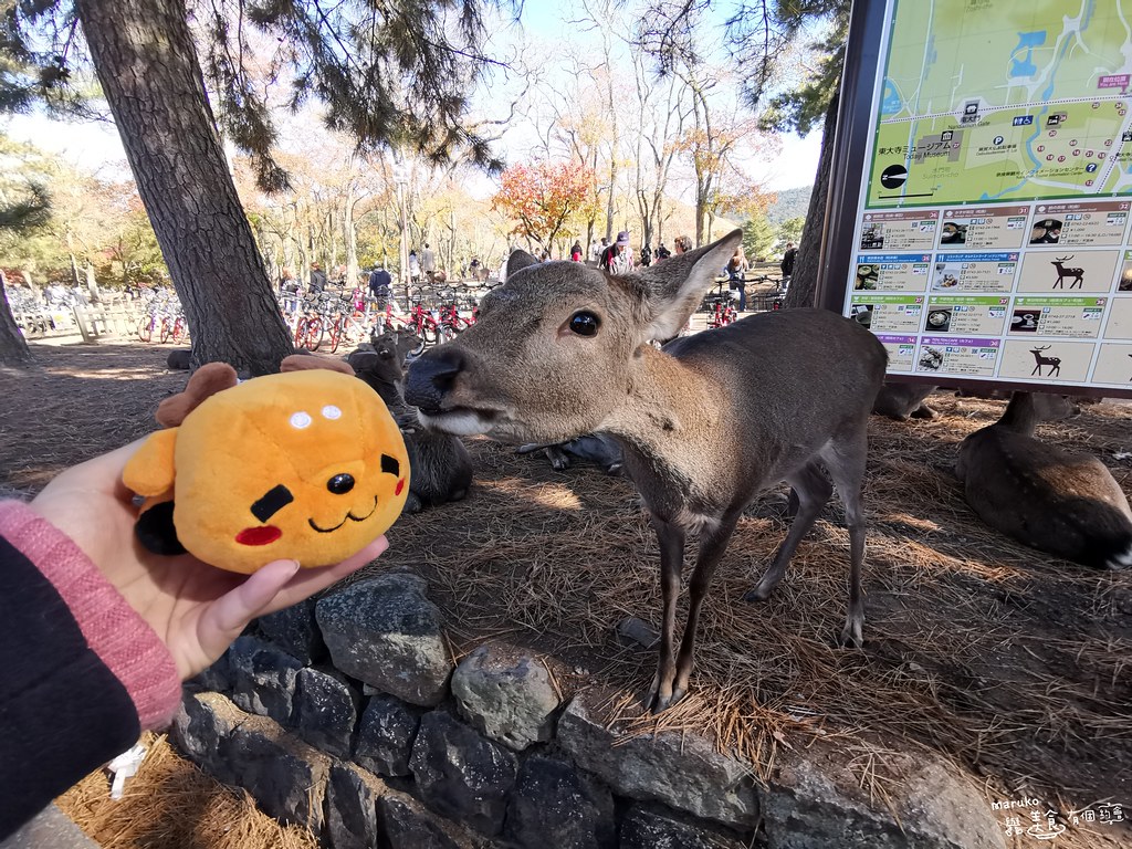 【奈良景點】奈良公園｜秋天賞楓與奈良的鹿相遇一日行程推薦 @Maruko與美食有個約會