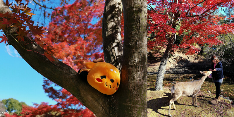 【奈良景點】奈良公園｜秋天賞楓與奈良的鹿相遇一日行程推薦